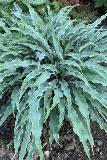 Хоста Сіллі Стрінг|Hosta ’Silly String’|Хоста Силли Стринг